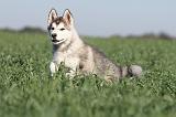 ALASKAN MALAMUTE 166